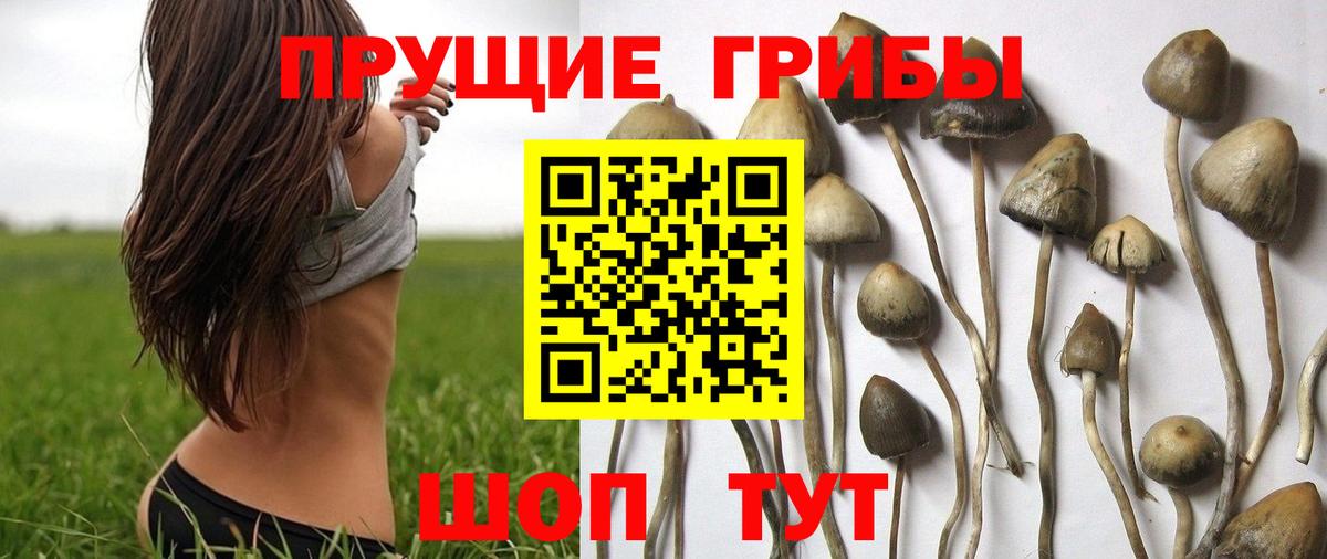 Псилоцибиновые грибы Psilocybine cubensis Назрань